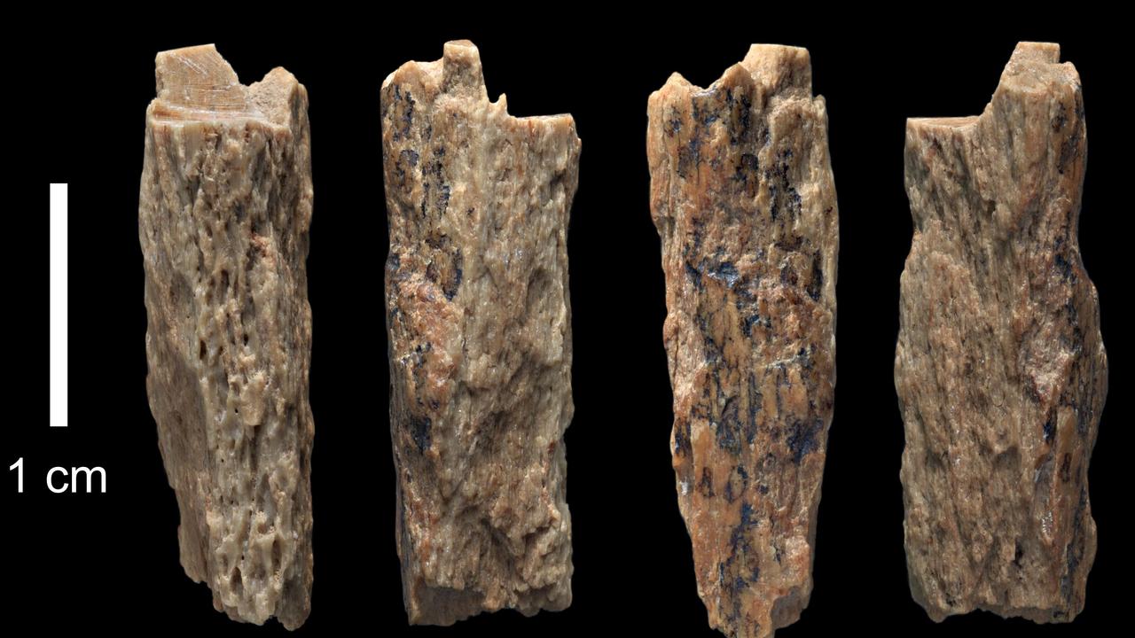 A bone fragment of 'Denisova 11' found evidence of interbreeding of a Neanderthal and a Denisovan, it was found in 2012 by Russian archaeologists in Siberia. Picture: Supplied