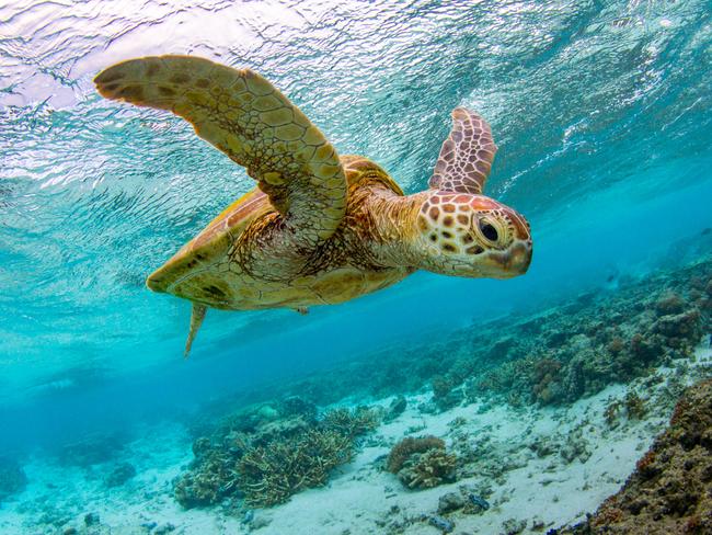 Lagoon turtle sunset Image courtesy Great Barrier Reef Foundaiton. PIc: Jeremy Somerville