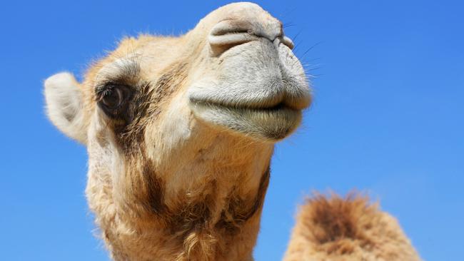 The Australian Wild Camel Corp wants to grow its herd from 450 to 2500 in the next two years.