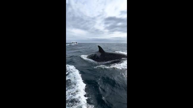 Killer Whales Spotted Off The Central Coast | Herald Sun