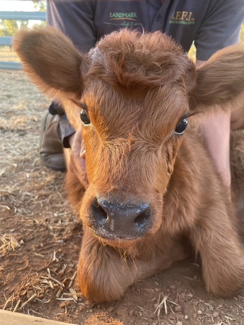 Cuddle me: a cow at the Jaeschke farm. Picture: Supplied