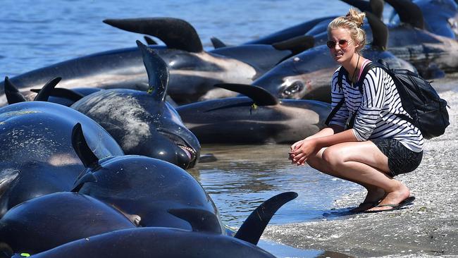 More than 550 whales have swum aground in the past two days. Picture: AFP/Marty Melville.
