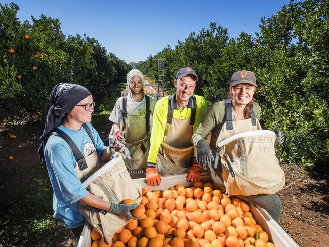 HOLD SEE COURIER MAIL PIC DESK BRISBANE.French Pickers Alicia Ferrant 21, Jordan Duboust 25, Steevy Baillon 22 and Alicia Pennel 24 working at Quebec Citrus at Mundubbera. They are among the thousands of the vital backpacker economy who live and work in town during their travels.  Photo Lachie Millard