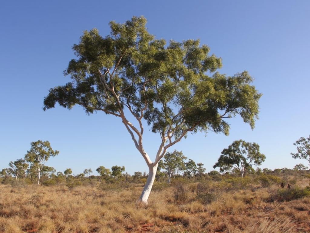 Alice springs | Local News Alice Springs NT | NT News