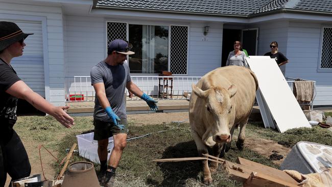 A cow finds a temporary home in the front yard of a house in Coraki. Picture: Toby Zerna