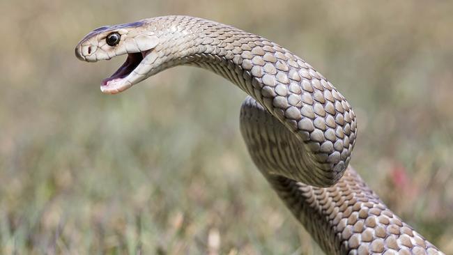 An Australian brown snake is the second most venomous snake in the world. A Gayndah woman was rushed to hospital in a serious condition on Monday after being bitten by one.