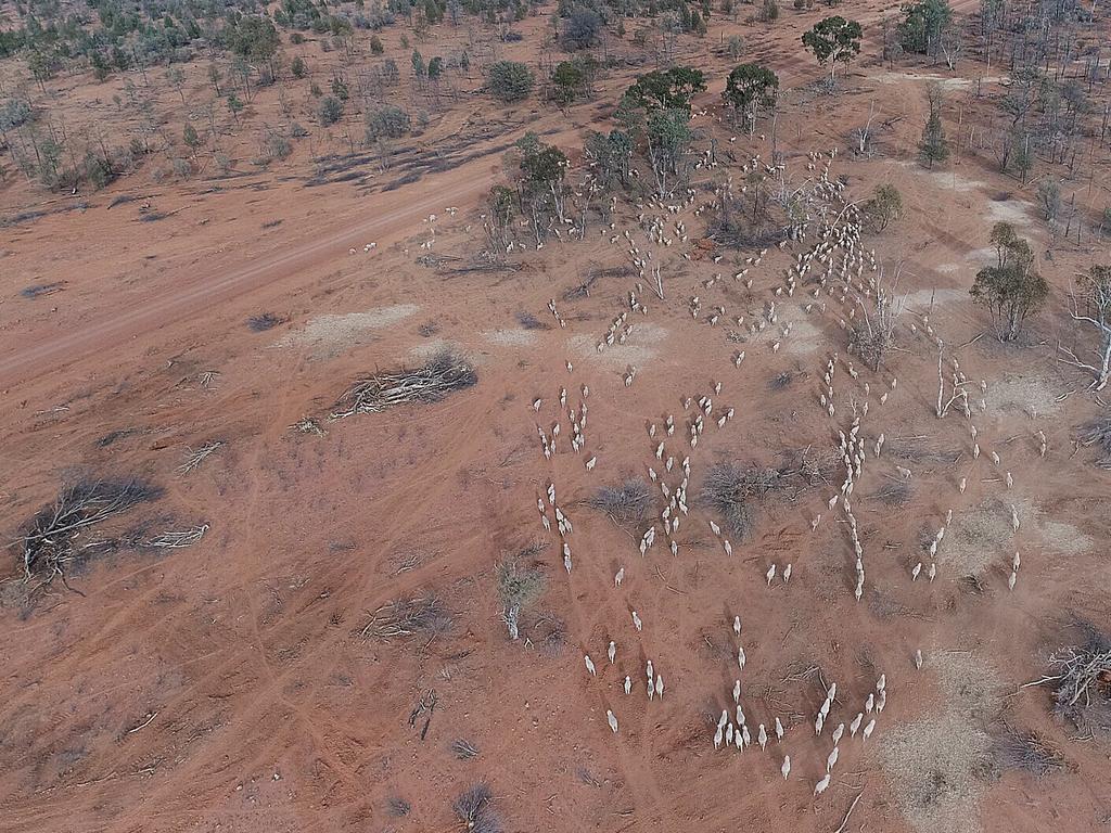 Aerial view of wandering sheep looking for food at James Foster's property, 90km west of Walgett. Picture: Sam Ruttyn