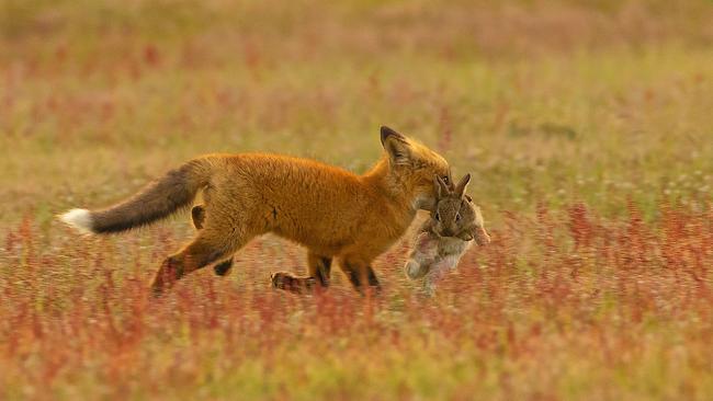 A European Red Fox with a rabbit.