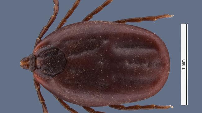 Rhipicephalus sanguineus or commonly known as the 'brown dog tick' has been spotted in WA, with QLD vets warning people to stay cautious. Picture: Department of Primary Industries and Regional Development WA.