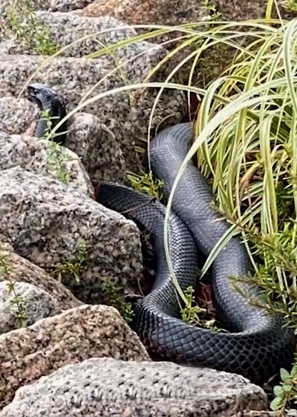 A “heavily pregnant” Red-bellied Black Snake found on a Sunshine Coast property is expected to delivery up to 40 babies next week. Photo: Storyful