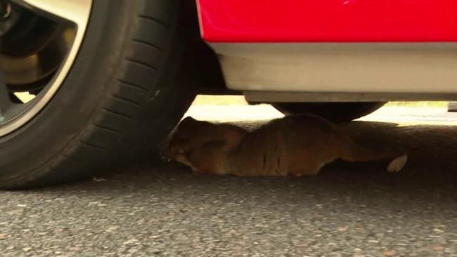 The possums shelter beneath the parked car. Picture: TNV