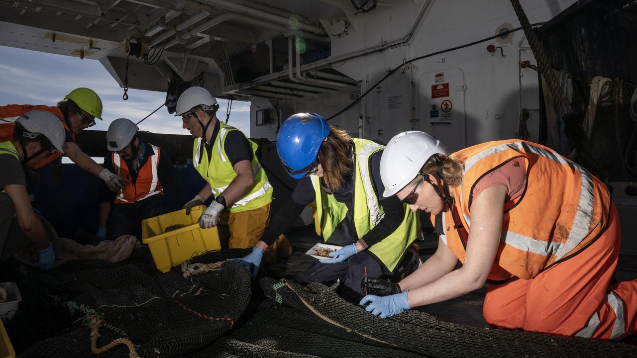 Researchers collecting animals from the sample.