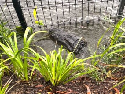 Image of the alligator stuck between fences. Picture: Australian Reptile Park