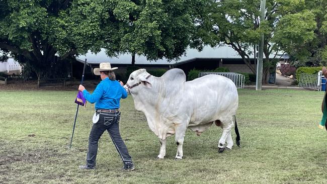 One of the champion bovines on day two of the Gympie Show 2025.