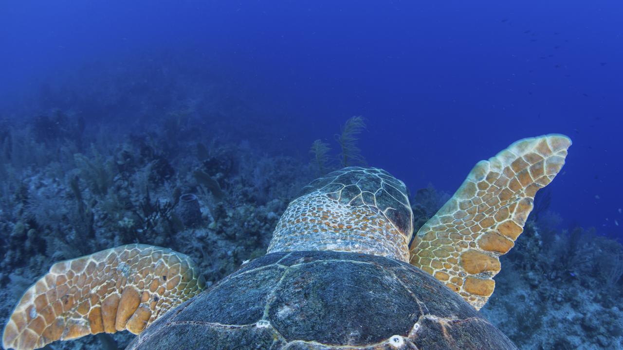 At first, the researchers came across the expected — turtles, sharks and coral. Picture: Getty Images.