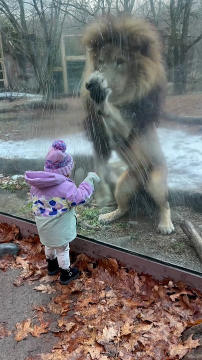 Brave baby plays with cheeky lion at the zoo