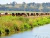 Dairy processors accused of flimsy arguments