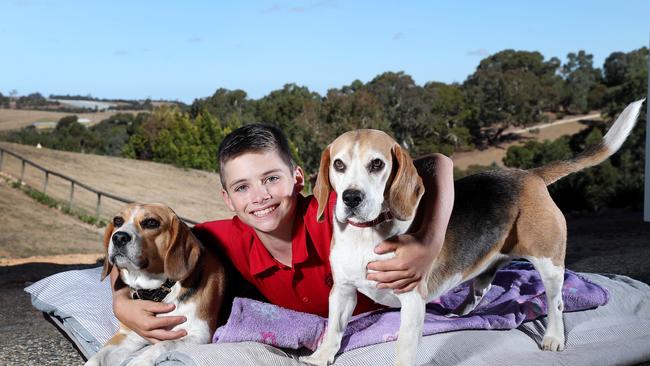 Beagles Lexi (left) and Hunter, back home, with Jack, 12, after wandering off from their Mount Barker home. Picture: Sarah Reed