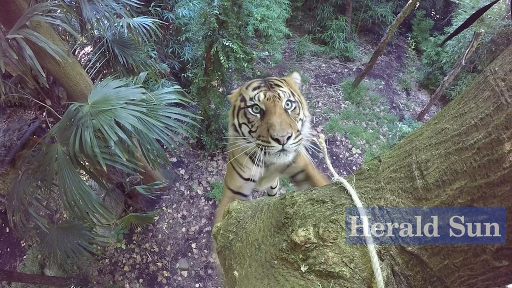 Tiger Hutan's amazing five-metre leap for breakfast