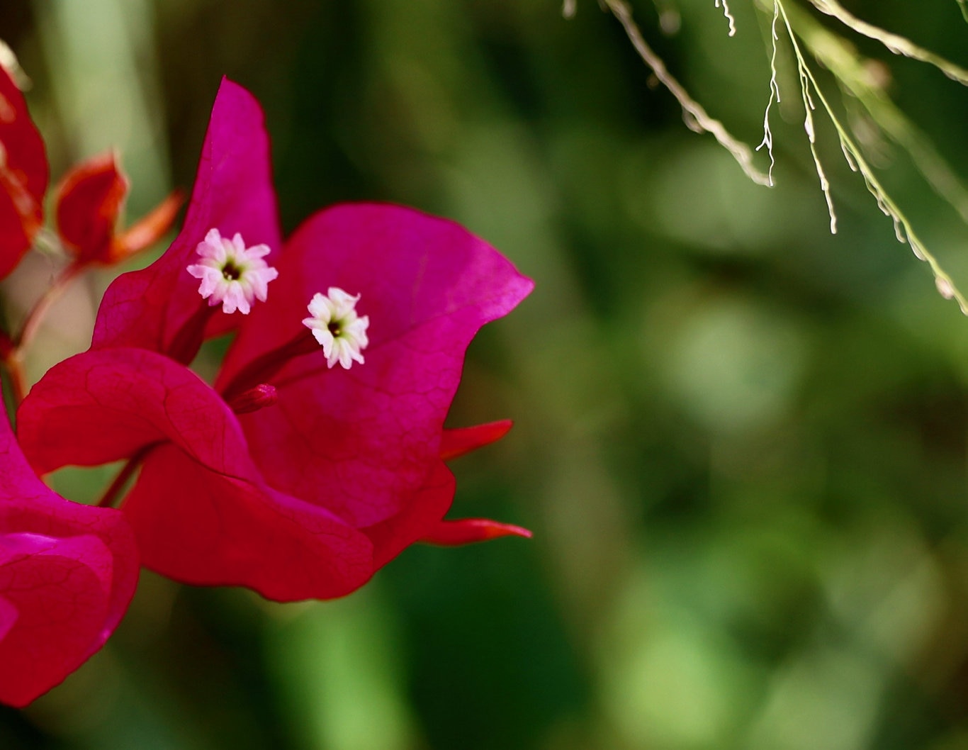 The Canon EOS RP captures some beautiful colours and good depth of field with the right lenses. Picture: Mark Furler