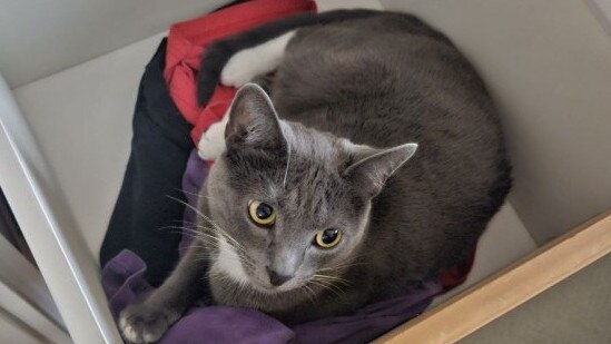 Kian Grainger's cat, Bonney, which was found after going missing during a fire. Picture: Supplied