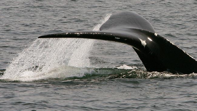 <s1>The Canadian government has vowed to “bring all the resources necessary” to protect the North Atlantic right whale. </s1>                        <source>Picture: AP PHOTOS</source>                                             <source/>