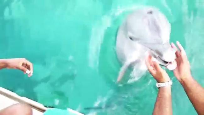 Dolphin retrieves iPhone from bottom of the sea