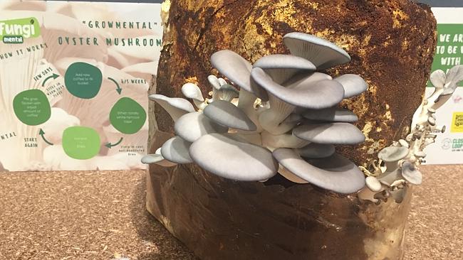 Fungimental’s oyster mushrooms grown in coffee grounds collected from Virgin Australia's Sydney lounge. Picture: Supplied