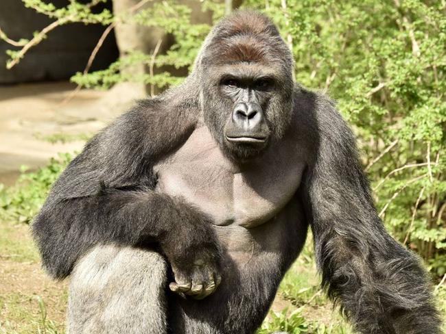 Harambe, a 17-year-old male Western lowland gorilla, was shot dead inside his enclosure at the Cincinnati Zoo. Picture: Cincinnati Zoo