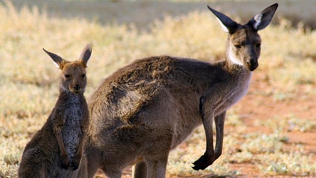 How kangaroo farts help our farmers