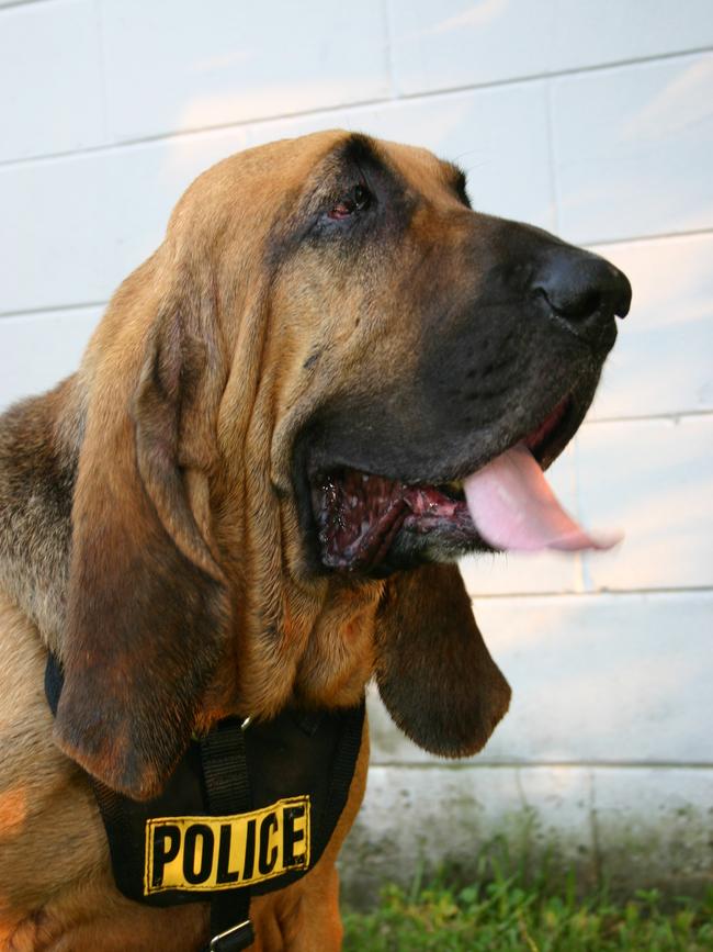 Bloodhounds are used by US detectives.