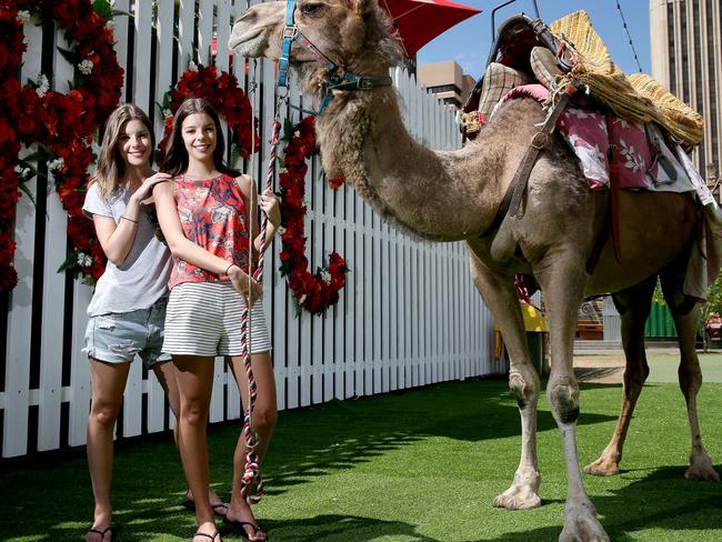 13/02/16 Twins Savannah and Darcy Goryan with camels at the Royal Croquet Club in Victoria Square. photo Calum Robertson