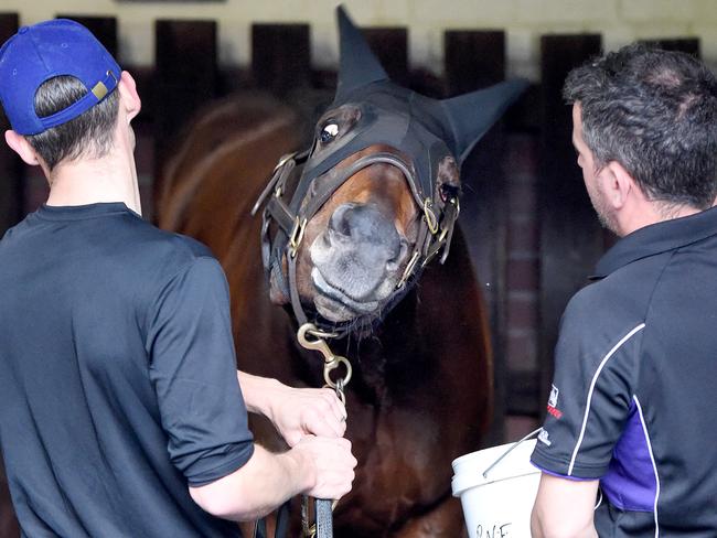 Star of the show: Winx at her Moonee Valley trackwork session this week. Picture: Nicole Garmston