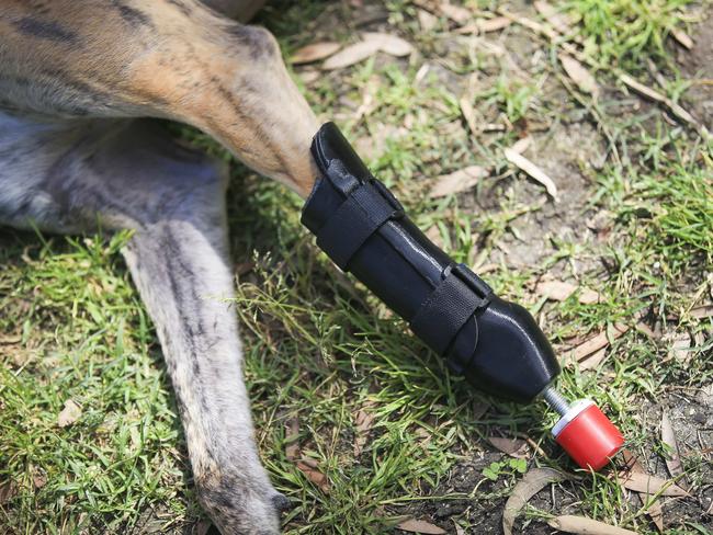 Millie, a 4-year-old rescue greyhound, is the first dog in Australia to have a 3D printed prosthetic leg. Picture: Dylan Robinson