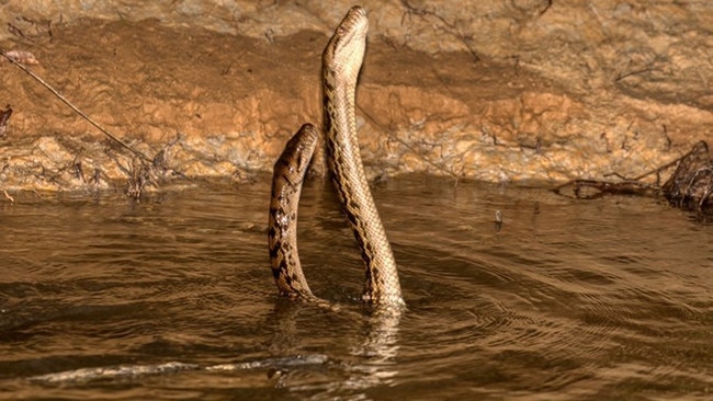 David White, owner/operator of Daintree River Wildlife and Crocodile Cruise, captured this moment when two scrub pythons were in a “full on” snake fight in the water. Picture: DAVID WHITE