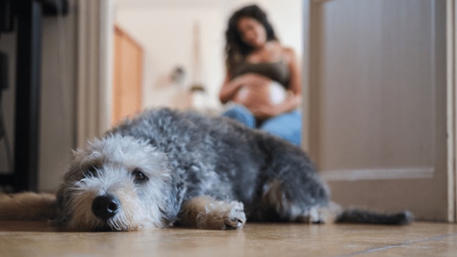 Woman takes her dog to shelter as it was too hard with her pregnancy. Source: iStock