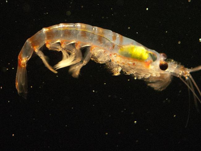 They might be at the bottom of the food chain, but krill could prove to be a secret weapon in the fight against the growing threat of plastic pollution in the world's oceans as new research on March 9, 2018 shows the tiny zooplankton physically break down microplastics -- under five milimetres -- before excreting them back into the environment in an even smaller form. / Picture: AFP PHOTO