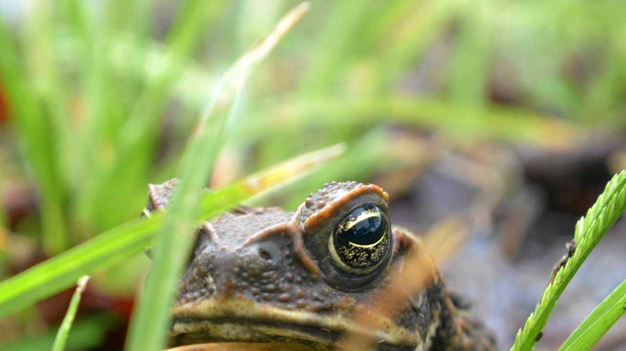 Brisbane Daily Photo : Cane Toad Trap