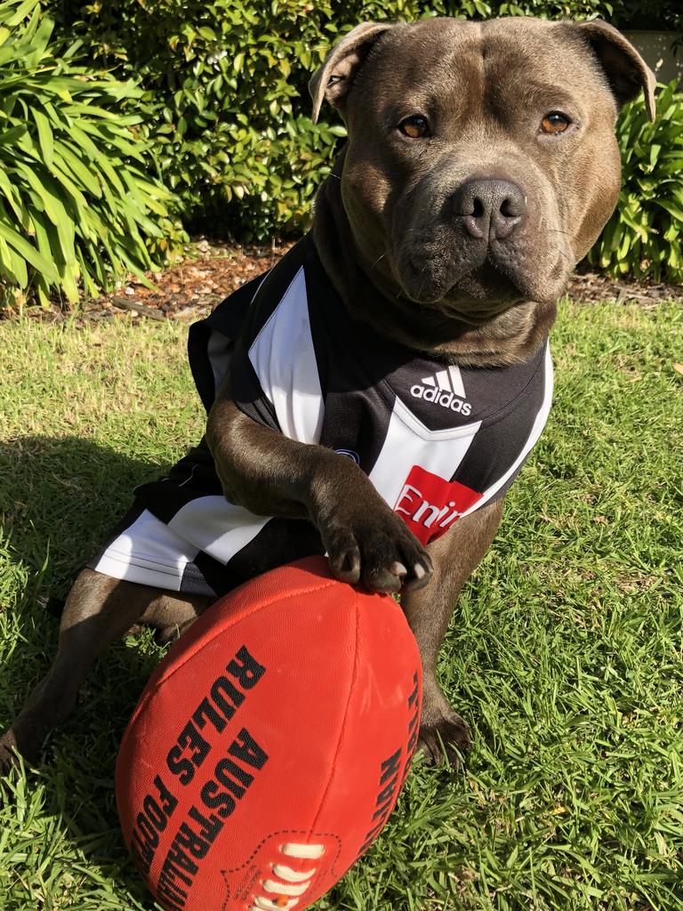 Victoria's pawsome footy dogs | News