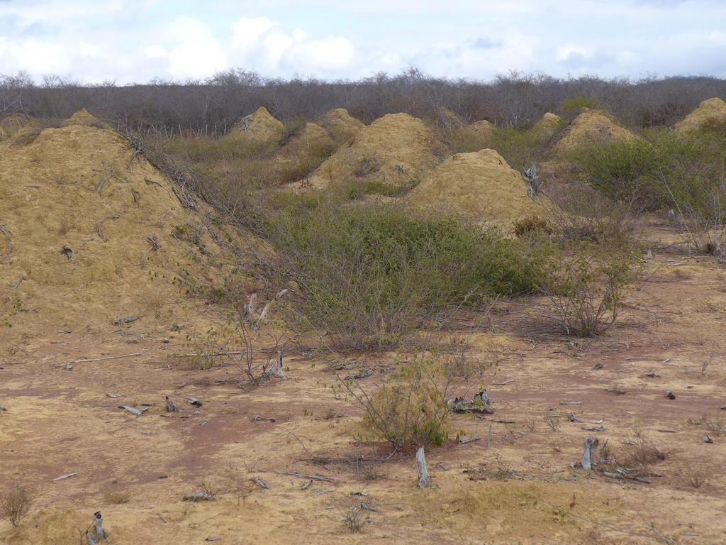 The mound fields in Brazil. They are found in dense, low, dry forest areas. Picture: Roy Funch