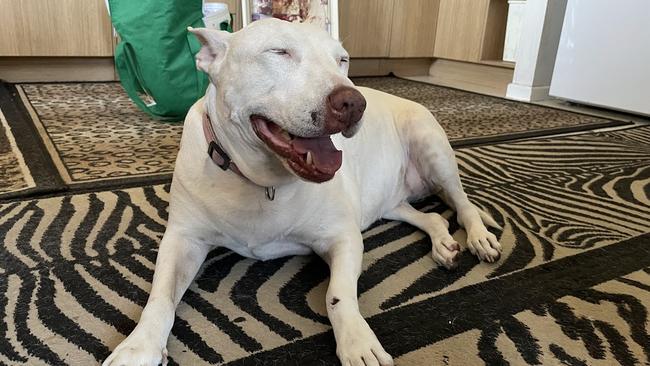 Bull terrier Suzy is well and has a new home. For now she resides in her owner's address, but she does have a new home to go to. Picture: Chris Burns