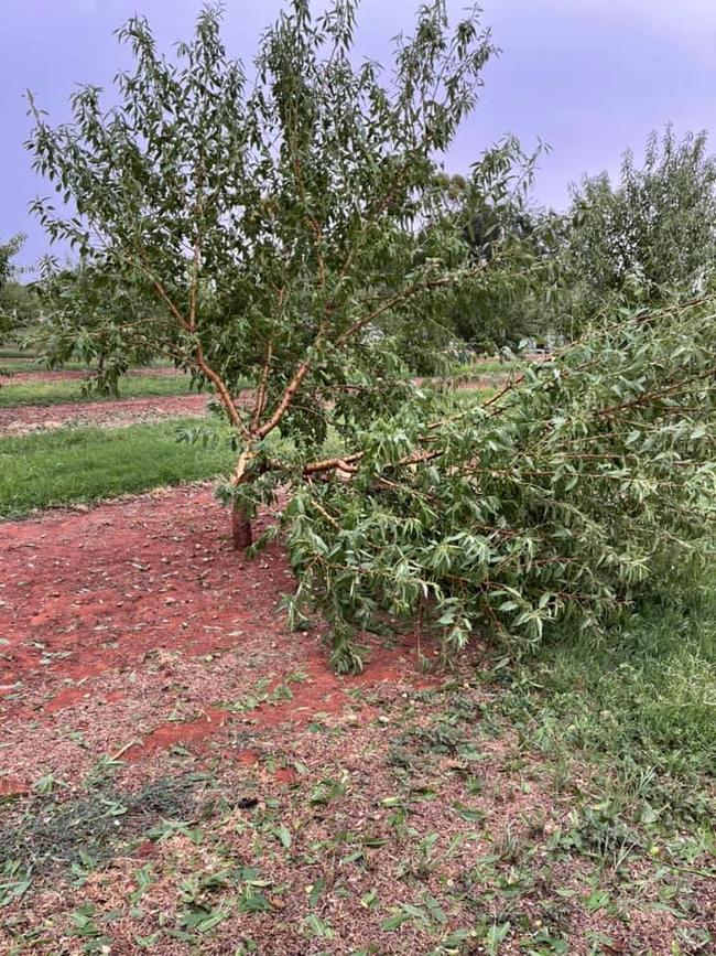 Golf ball-size hail on new year's day destroyed almond, citrus and avocado crops across four Manna Farms properties. Pictures: Manna Farms Facebook