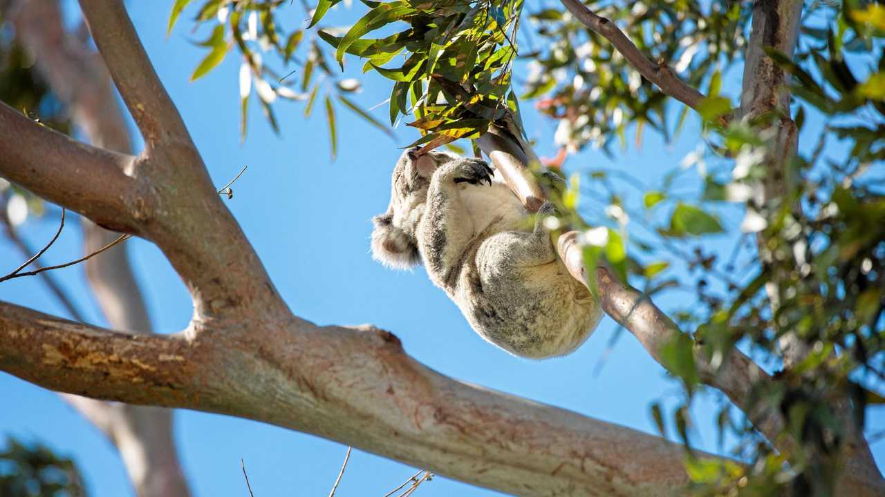 Plans to stop koala population declining in NSW Daily Telegraph