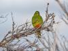 Ruling on wind farm ruffles green feathers