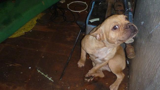 One of the pups found during the raid. - Photo Supplied RSPCA