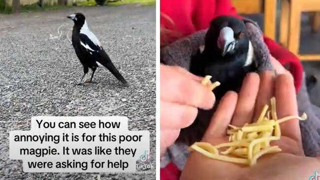 Woddle Woddle the magpie was rescued after it got wired wrapped around its neck.