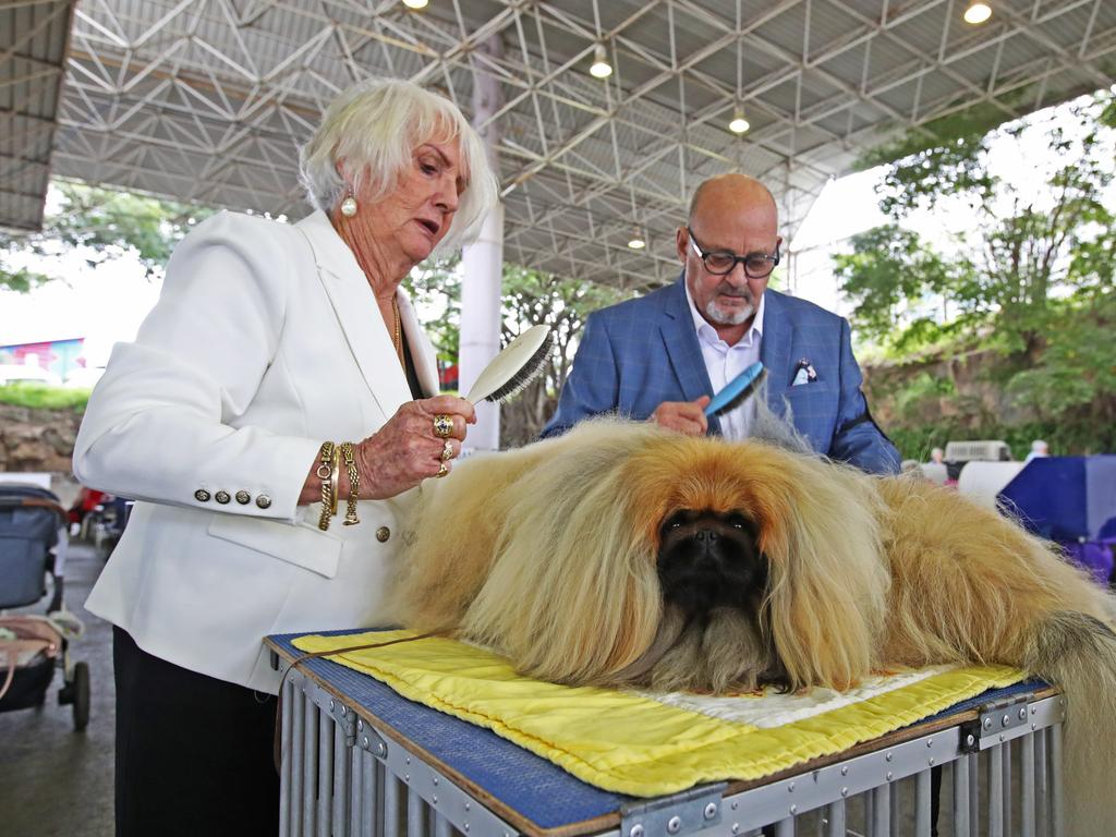 Pekinese dogs getting groomed at the 2022 Ekka dog show. Picture: Zak Simmonds