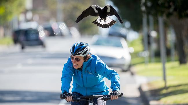 Reports of dive-bombing magpies are sweeping Melbourne’s suburbs.