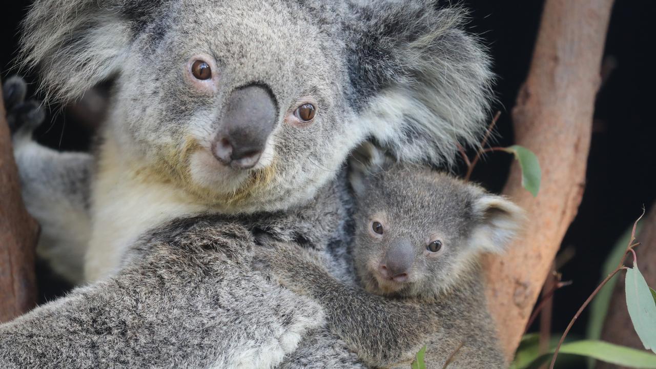 There are real fears koalas will become extinct in the near future. Picture: The Australian Reptile Park