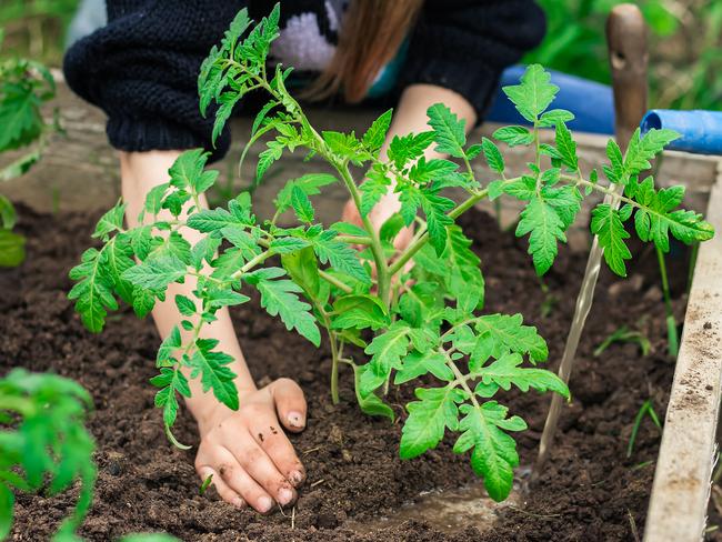 Tomatoes are an easy first crop for beginners.